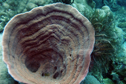 coral chimney